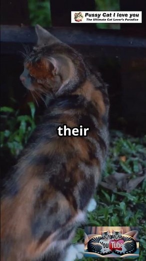 5 Bizarre Cat Behaviors Explained!