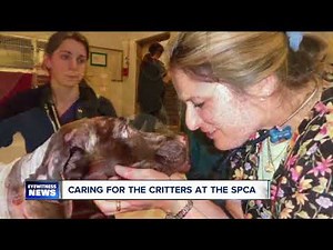 Looking after creatures large and small at the SPCA