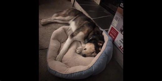 Dog overdoses on cocaine during walk