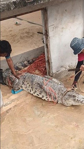 They're capturing and releasing a huge crocodile into a new area.