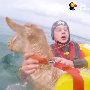 16M views · 248K reactions | This sweet goat fell off a cliff and was stuck for DAYS. People swam through freezing water to get to her, then the scariest thing happened — but they just kept telling her what a good girl she was  | The Dodo | Facebook