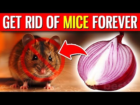 11 NATURAL Ways To Get Rid Of Mice FOREVER Hiding In Your Home