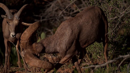 Desert bighorn sheep are rutting in southern Utah. They are really putting on a show! | Utah Division of Wildlife Resources