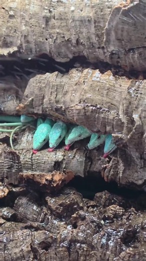 This Leopard Gecko is a Real Crowd Pleaser | Reptile Tok