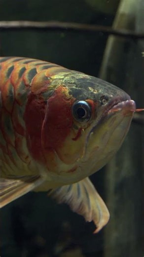 Red dragon from Kalimantan island 🐉🐟