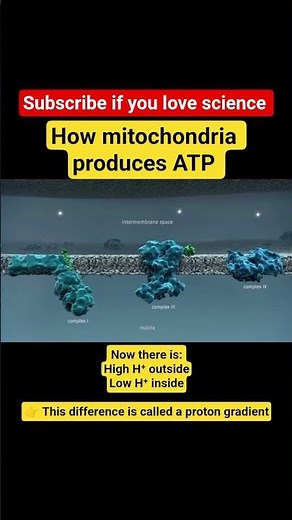 How mitochondria produces ATP
