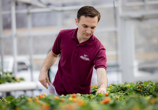 Small plants, big impact: Researchers transform produce farming with controlled environment agriculture