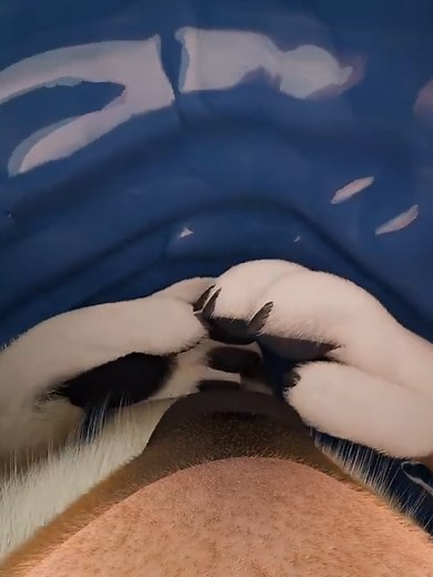 [Full] Dragon Smooches 3 #vore #voreanimation | animation