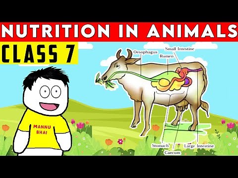 class 7 science chapter 2 - Nutrition in Animals | Class 7 Science | Nutrition in Animals class 7
