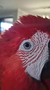 "Pinning" or "Flashing" Eye pinning is a form of communication. Parrots of all kinds are famous for it. Basically, when a bird eye pins, it means he’s excited. This could be good excitement, like when he’s excited to see you, excited to play with a toy, or excited for a treat. Or it could be bad excitement—for example, many parrots will eye pin when they’re feeling aggressive and about to bite. Our parrots will often pin their eyes when they are learning a new behaviour or are about to talk. Rea