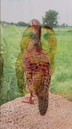 different birds sounds #birds #beautifulbirds #differentbirds #virelvideo