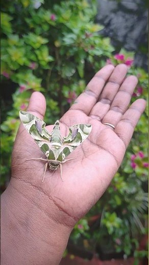 "Meet the Oleander Hawk Moth! 🦋🌿 This stunning moth undergoes an incredible transformation!!"