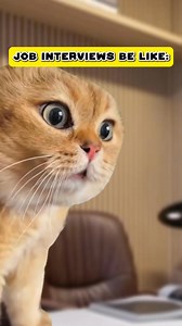 Job Interviews Be Like 😅 (CAT VERSION🐈) ‎⁨@peternugget⁩ | Shercat Holmes Junior
