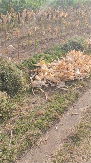 The process of peeling dry corn skin is super easy -Agriculture farming #shorts