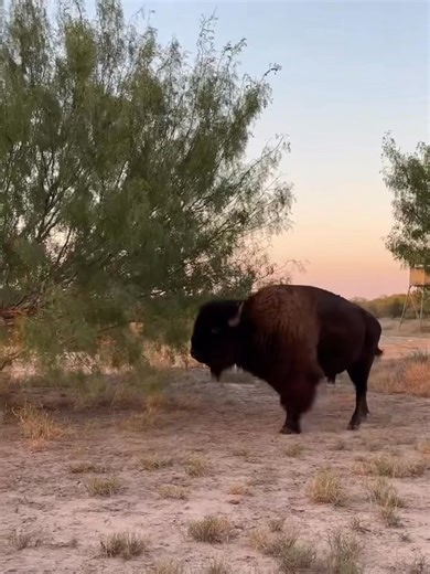 The great American Bison #boxranch | Box Ranch
