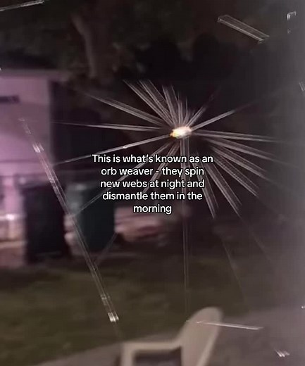 Fascinating Space Spiders: Web Weaver Power Explained