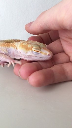 Adorable Leopard Gecko Compilation