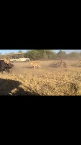 1.4M views · 10K reactions | Rare sighting last year #lionsvsbuffalo #predator #reelsfb #reeloftheday #chobenationalpark #Botswana #traveltheworld #travel #explorereels #adventures #experience | Gal guide | Facebook