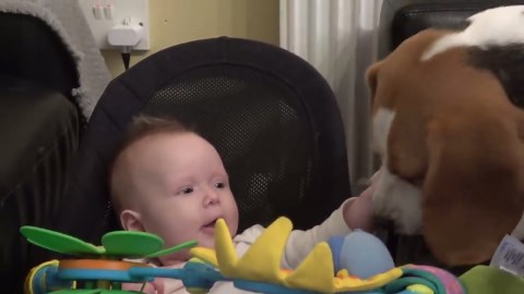 Gentle Giants—How Nicely Beagle Dogs Play with a Little Girl