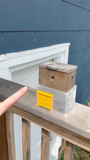 Watch Honest review- carpenter bee trap on Amazon Live