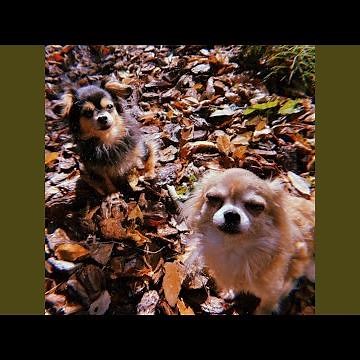 BiBi と BuBu