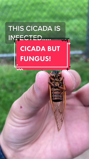 Fascinating Facts About Cicada Bugs and Fungus Infections