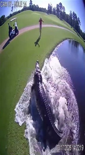 Florida Gator Ambushes Golfer 🐊🏌️ #PulseDrop