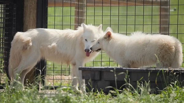 'De-extincted' 'Dire Wolf' Pack Play Together For First Time