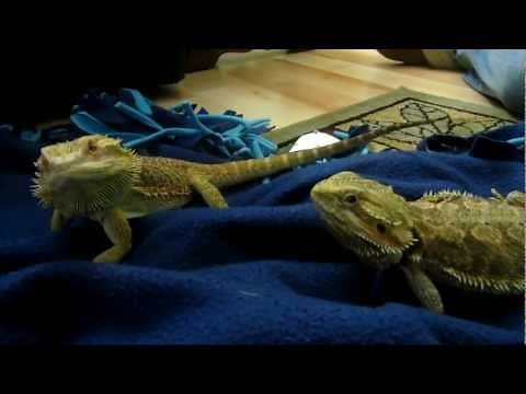 Pebble meets her MAN - Bearded Dragon Mating Ritual