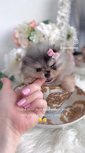 All angles 10/10 🤩🤩🤩 This gorgeous merle Teacup Pomeranian puppy is PERFECTION! #pomeranian #pomeranianpuppy #pomeranianboo #merlepomeranian #puppiesoftiktok #puppytok #dogtok #teacuppuppy #teacuppomeranian #teacuppuppies