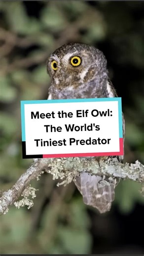 Meet the elf owl—the world’s smallest owl, weighing less than a golf ball! Don’t let its tiny size fool you though, this little predator takes on scorpions for dinner. #birdfacts #naturescience #amazingnature #owls #wildlife