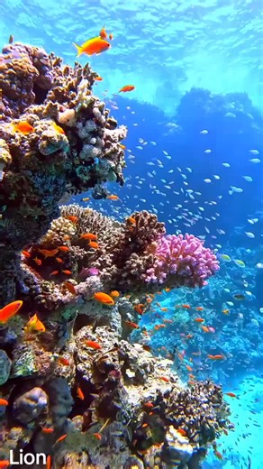 Exploring the Underwater World on the East Coast