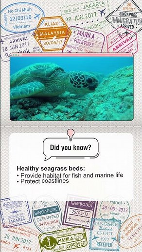 Meet the Green Sea Turtle