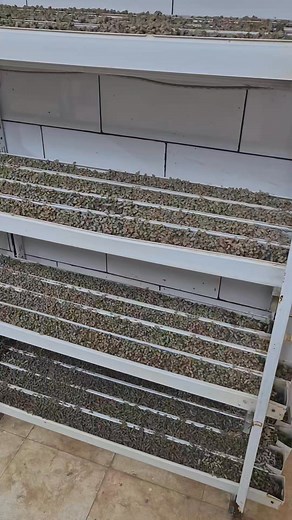 Date 15.08.2025 #sarl_LOUDINI_AGRO #algeria #فسدق #مشتلا #pepinière #growbox #sarlLoudini #pistachiers #agriculture | SARL loudini AGRO IND