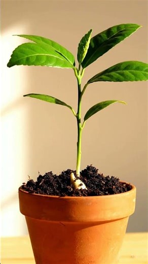 Growing Orange Tree From Seed Time Lapse – 210 Days