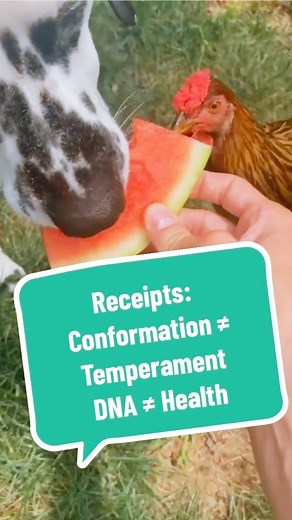 Receipts: Conformation ≠ Temperament • DNA ≠ Health Here’s the...