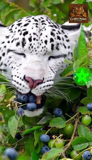 Life is hard, American Leopard