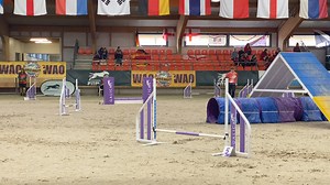Riley with a nice clear run at Pentathlon Agility 2 at World Agility Open Championships 2024! | Scottish Terrier Hitchcock’s Family and Legacy