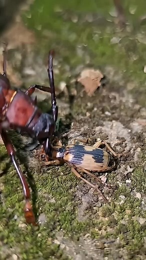 Bombardier Beetles' Fierce Battle Against Longhorn Beetles