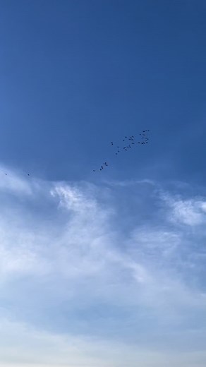 Speck call walks them more times then not 🤷🏻‍♂️ #snows25 #snowgooseseason #hunting