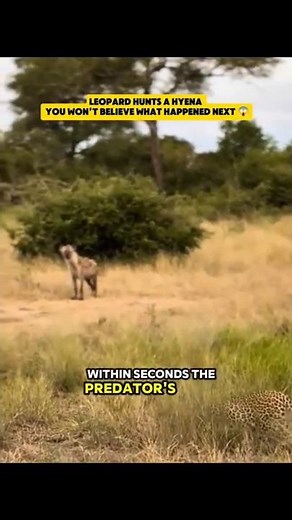 RARE FOOTAGE! Leopard Hunts a Hyena You Won’t Believe What Happened Next 😱 #leopardvshyena #wildlife