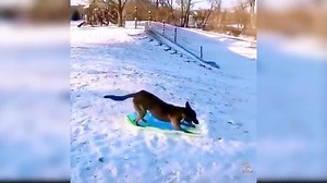 Baby Dogs - Compilation de vidéos de chiens mignons et drôles