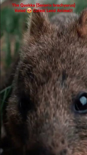 The Quokka call sounds like a sneeze #animals #nature #facts