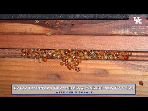 Home Invader Prevention: Asian Lady Beetle