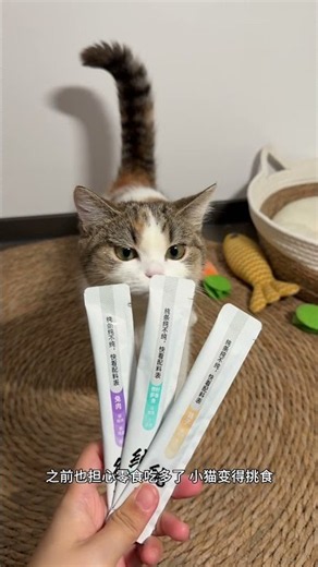 This Calico Kitten Will Melt Your Heart Immediately #cat #cute #kitten