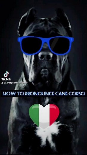 How to Pronounce "Cane" Corso Correctly 💙