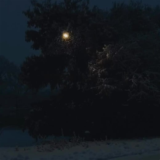 Snow-Covered Tree Under Nighttime Streetlight