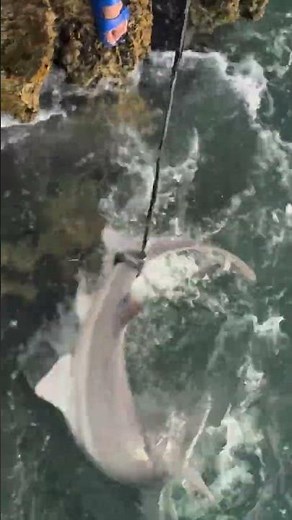 Brave Shark Catch & Safe Hook Removal | Amazing Shore Fishing Adventure | Catch and Release