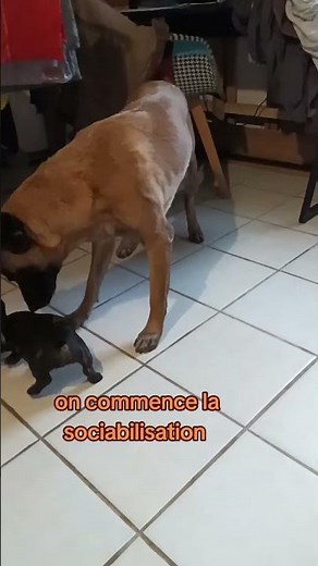 travail de sociabilité avec le Malou et la contis pour des bébés bien dans leurs pattes #bouledogue