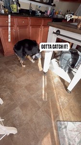 The dog has an obsession with the sun! ☀️😂 | Pubity